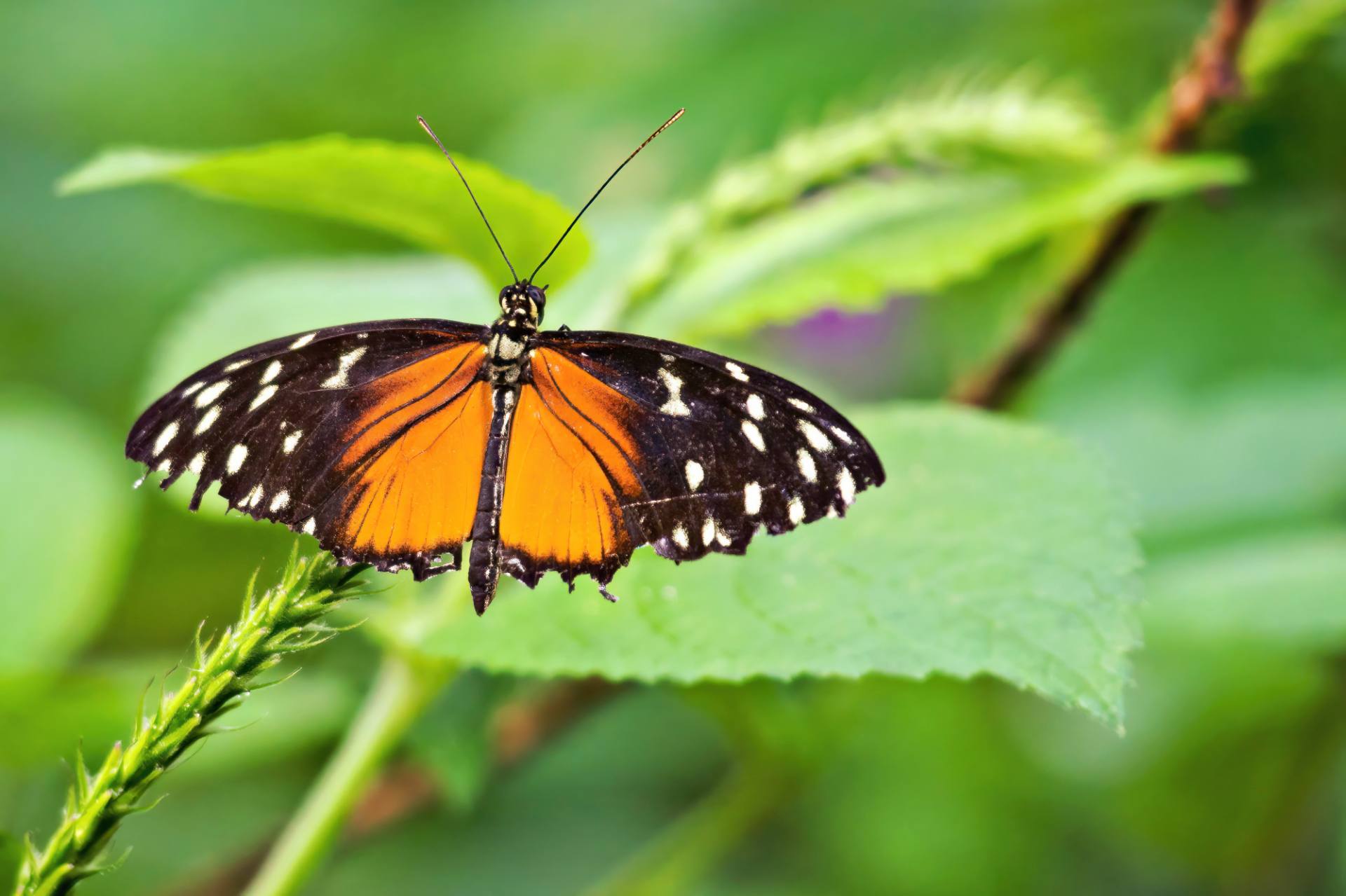 Tiger-Passionsblumenfalter
